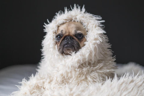 TEST Pug Furry Blanket